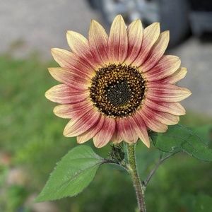 Meet your Posher, Paige